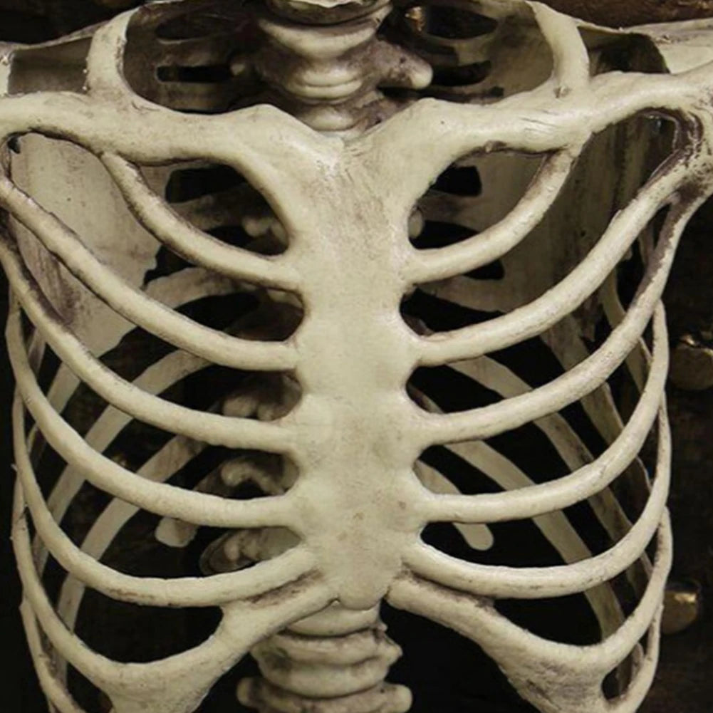 Halloween Realistic Body Bones Movable/Posable Joints Simulation Skull Ornament Festival Theme Full Size Home Party Decorations